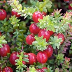 Żurawina wielkoowocowa PILGRIM - sadzonki