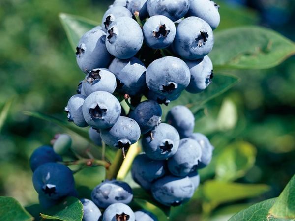 Borówka wysoka Bluejay