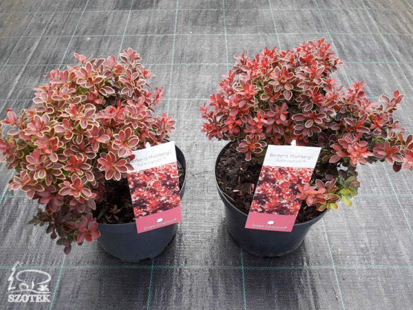 Berberys thunberga ADMIRATION - sadzonki