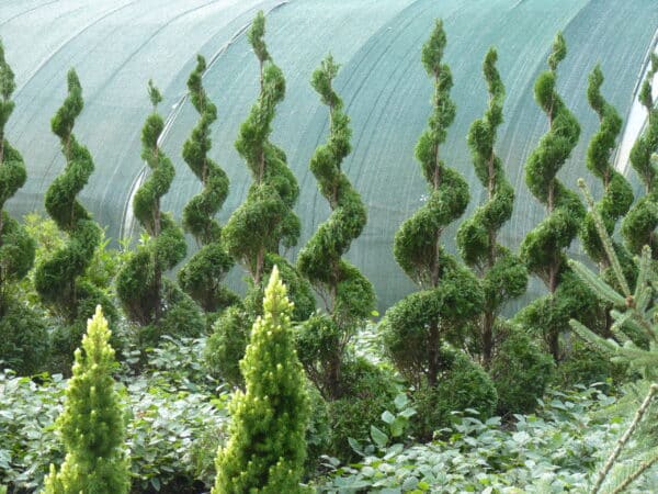 P1150959 szkolka-szotek.pl