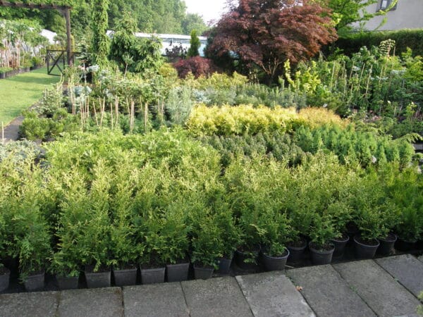 OLYMPUS DIGITAL CAMERA szkolka-szotek.pl