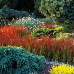 Imperata cylindryczna RED BARON - sadzonki w doniczkach