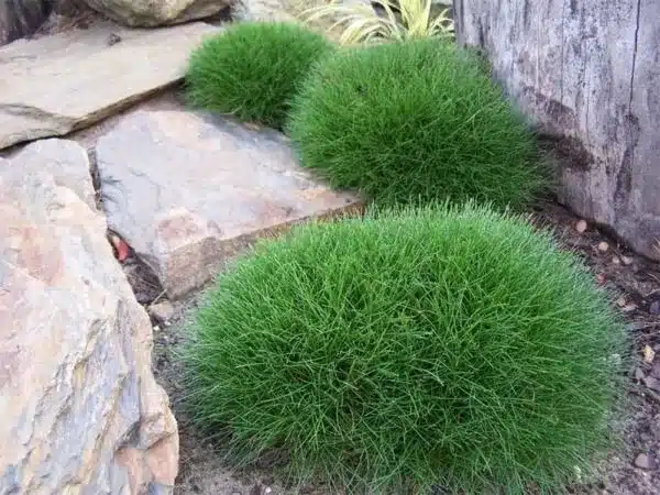 T003-kostrzewa-gautiera-pic-carlit-sadzonki-3 Kostrzewa gautiera PIC CARLIT - sadzonki