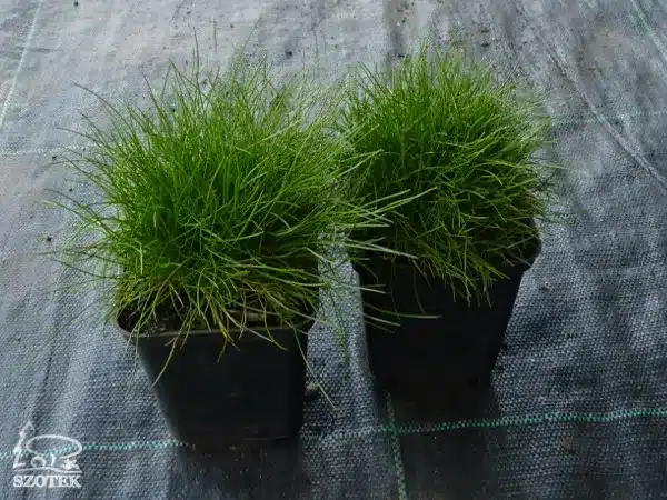 T003-kostrzewa-gautiera-pic-carlit-sadzonki-w-doniczkach-p9 Kostrzewa gautiera PIC CARLIT - sadzonki w doniczkach P9