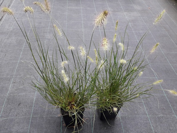 Rozplenica japońska LITTLE BUNNY - sadzonki w doniczkach P11