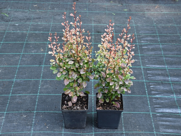 Berberys thunberga ROSY ROCKET - sadzonki w doniczkach C2