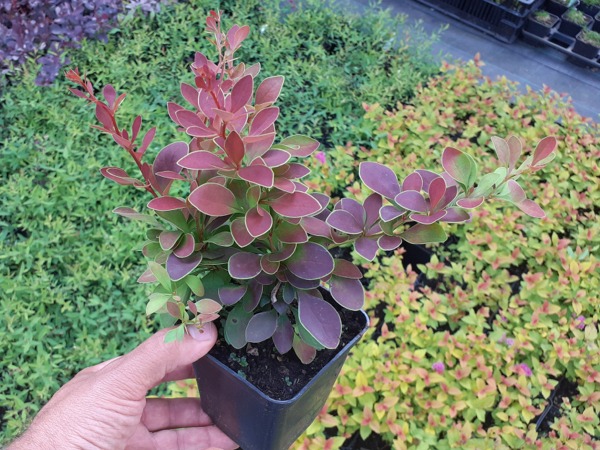 Berberys thunberga GOLDEN RING - sadzonki w doniczkach P9