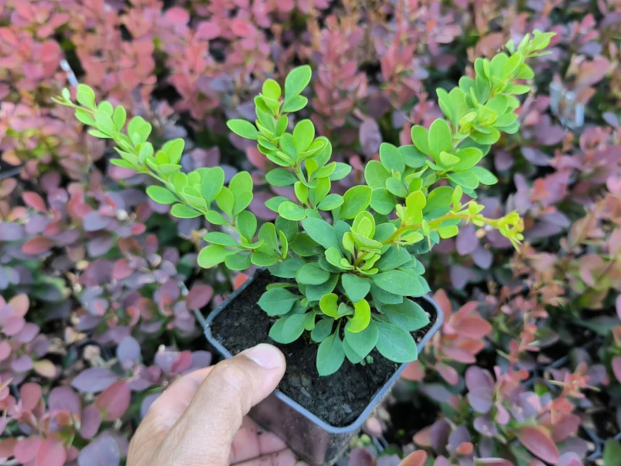 Berberys thunberga GREEN CARPET - sadzonki w doniczkach P9