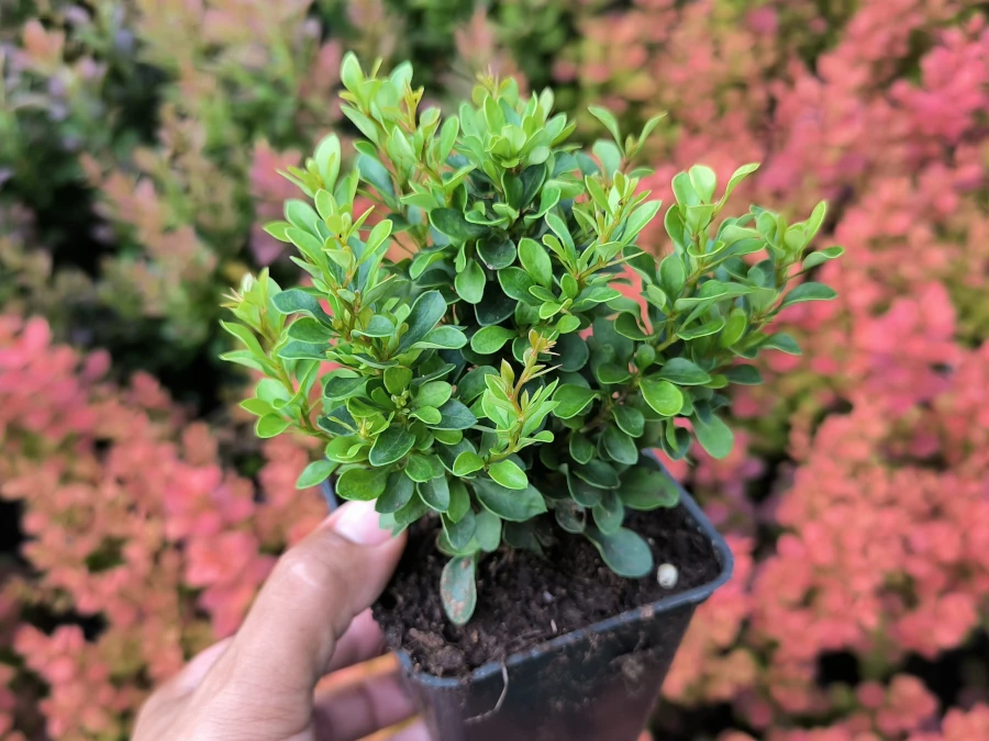 Berberys thunberga KOBOLD - sadzonki w doniczkach P9