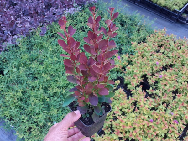 Berberys thunberga RED ROCKET - sadzonki w doniczkach P9