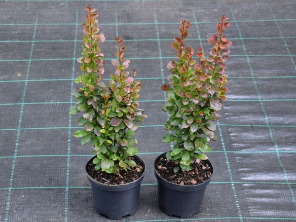 Berberys thunberga RED ROCKET - sadzonki w doniczkach C2