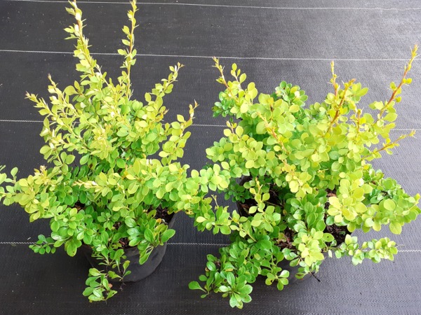 berberys-thunberga-sunsation-sadzonki-c2 Berberys thunberga SUNSATION - sadzonki w doniczkach C2