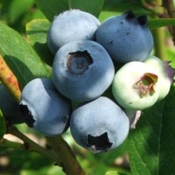 Borówka amerykańska Bluejay