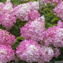 Hortensja bukietowa VANILLE FRAISE RENHY - sadzonki