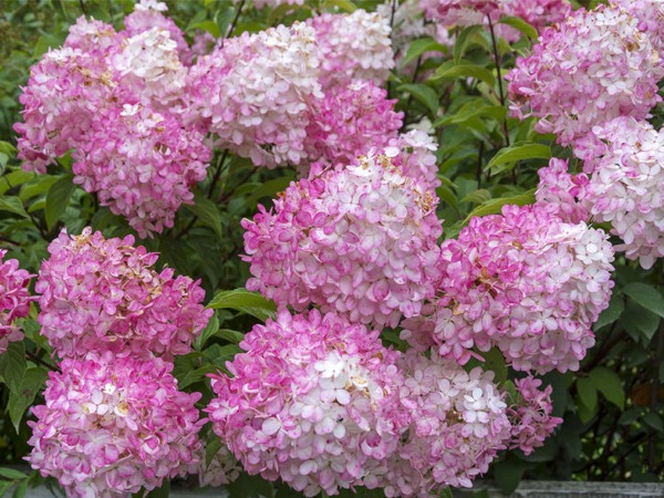 Hortensja bukietowa VANILLE FRAISE RENHY - sadzonki