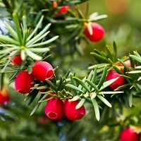 Cis pospolity - sadzonki