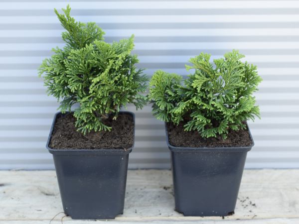 Cyprysik japoński AURORA - sadzonki w doniczkach P9