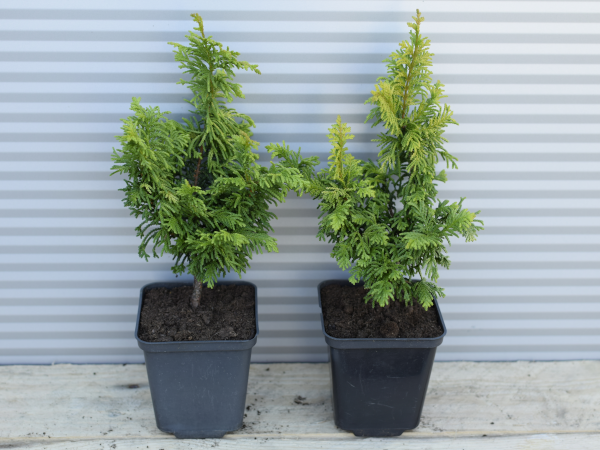 Cyprysik japoński TETREAGONA AUREA - sadzonki w doniczkach P9