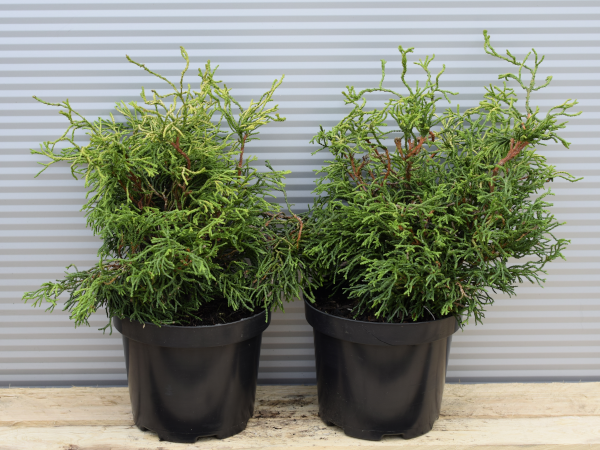 Cyprysik japoński TSATSUMI GOLD - sadzonki w doniczkach C2