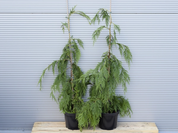 Cyprysik nutkajski PENDULA - sadzonki w doniczkach C2