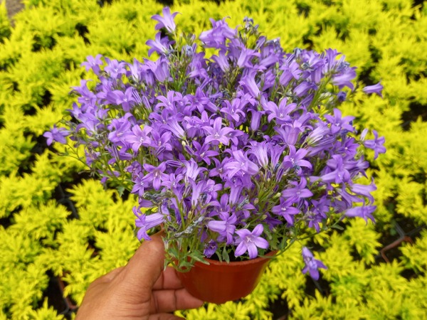 Dzwonek dalmatyński - sadzonki w doniczkach P11