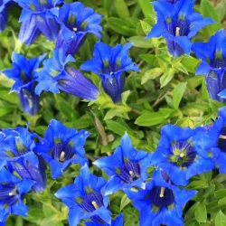 Goryczka bezłodygowa (Gentiana acaulis) - sadzonki