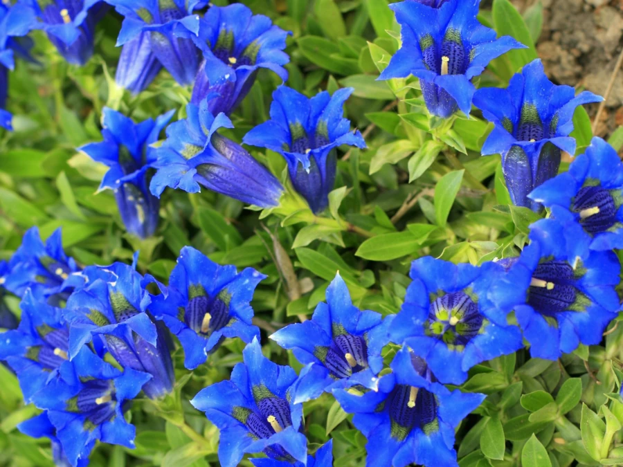 goryczka-bezlodygowa-sadzonki-1 Goryczka bezłodygowa (Gentiana acaulis) - sadzonki