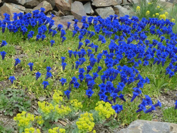 Goryczka bezłodygowa (Gentiana acaulis) - sadzonki