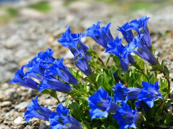 Goryczka bezłodygowa (Gentiana acaulis) - sadzonki