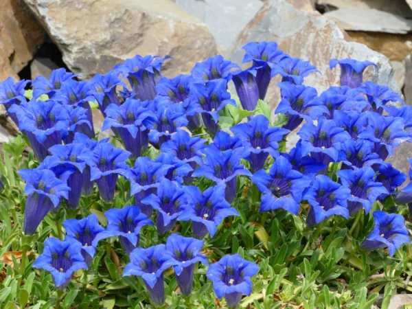 Goryczka bezłodygowa (Gentiana acaulis) - sadzonki