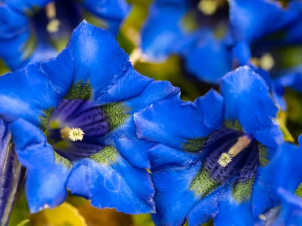 Goryczka bezłodygowa (Gentiana acaulis) - sadzonki
