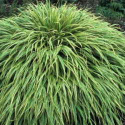 Hakonechloa smukła ALBO-STRIATA - sadzonki w doniczkach