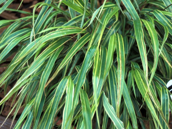 Hakonechloa smukła ALBO-STRIATA - sadzonki w doniczkach