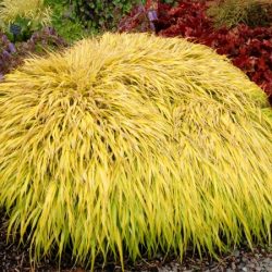 Hakonechloa smukła ALL GOLD - sadzonki w doniczkach