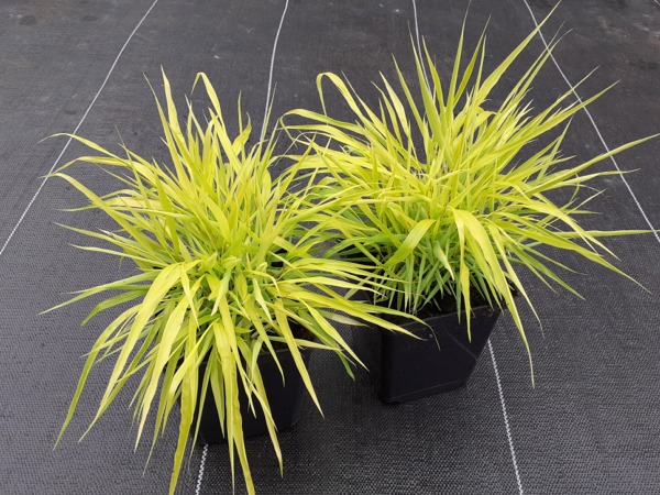 Hakonechloa smukła ALL GOLD - sadzonki w doniczkach P11
