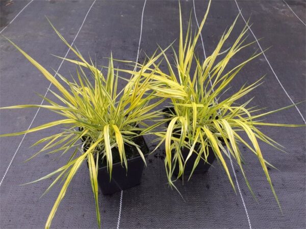 Hakonechloa smukła AUREOLA - sadzonki w doniczkach P11
