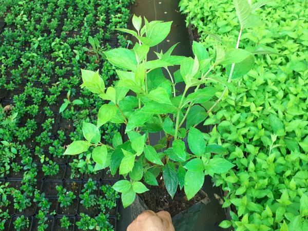 Hortensja bukietowa LIMELIGHT - sadzonki w doniczkach P11