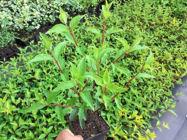 hortensja-bukietowa-vanille-fraise-sadzonki-p11 Hortensja bukietowa VANILLE FRAISE RENHY - sadzonki w doniczkach P11