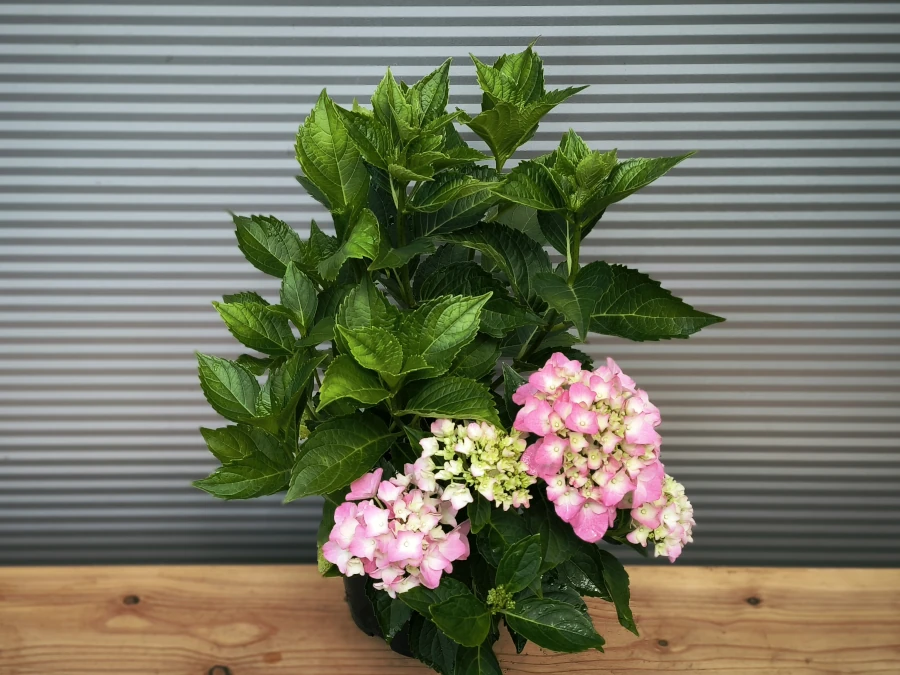 Hortensja ogrodowa BOUQUET ROSE - sadzonki w doniczkach C2