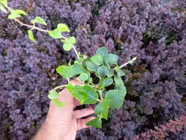 Hortensja pnąca - sadzonki w doniczkach P9