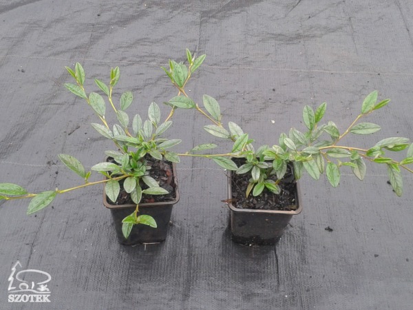 irga-wierzbolistna-parkteppich-sadzonki-p9