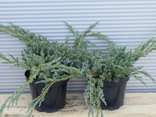 Jałowiec łuskowaty BLUE CARPET - sadzonki w doniczkach C3