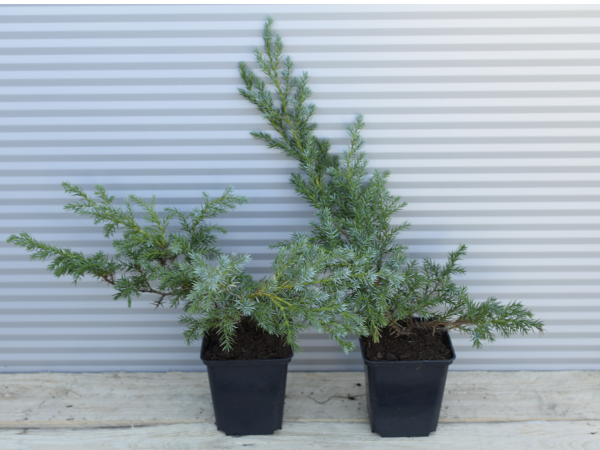 Jałowiec łuskowaty BLUE CARPET - sadzonki w doniczkach P9