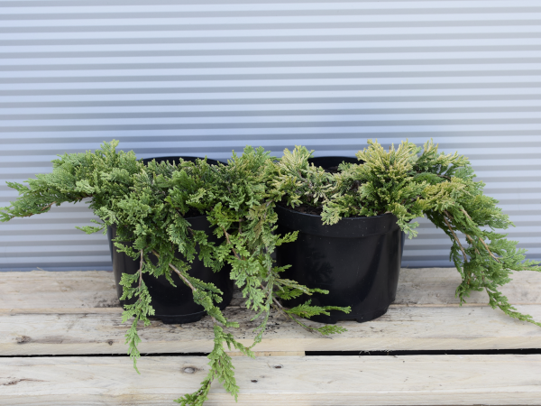 Jałowiec płożący GOLDEN CARPET - sadzonki w doniczkach C3