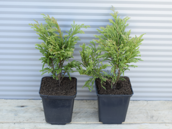 jalowiec-plozacy-limeglow-p9 Jałowiec płożący LIMEGLOW - sadzonki w doniczkach P9