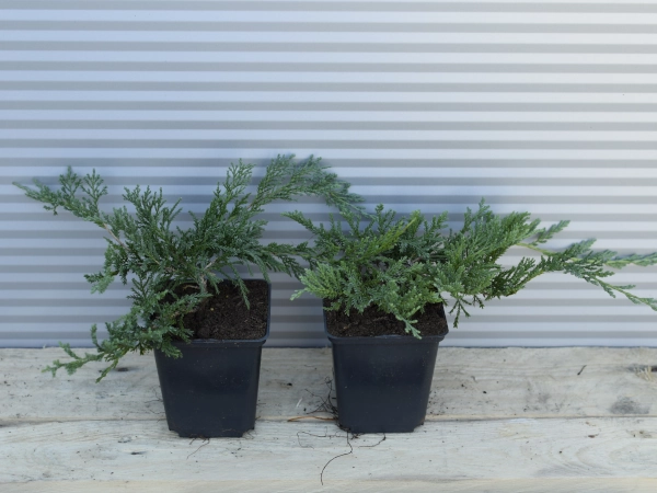 Jałowiec płożący WILTONII - sadzonki w doniczkach P9