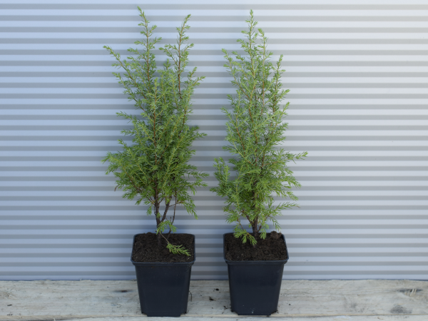 Jałowiec pospolity GOLD CONE - sadzonki w doniczkach P9