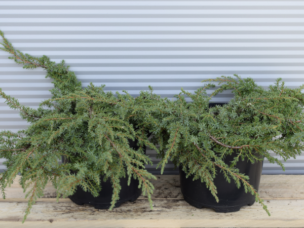 jalowiec-pospolity-green-carpet-c3 Jałowiec pospolity GREEN CARPET - sadzonki w doniczkach C3