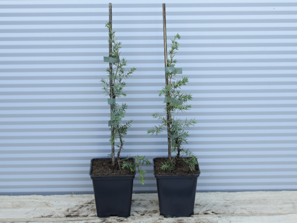 Jałowiec pospolity HORSTMANN - sadzonki w doniczkach P9