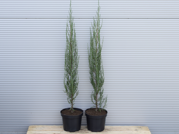 Jałowiec skalny BLUE ARROW - sadzonki w doniczkach C3